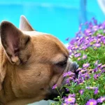 Dog Safe