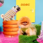 dog insurance