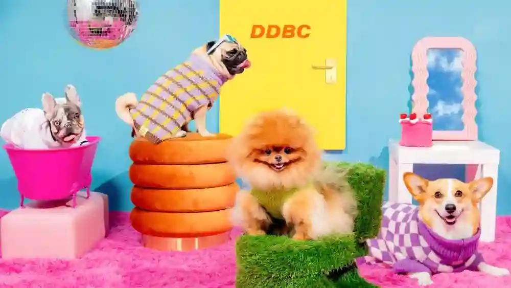 dog insurance